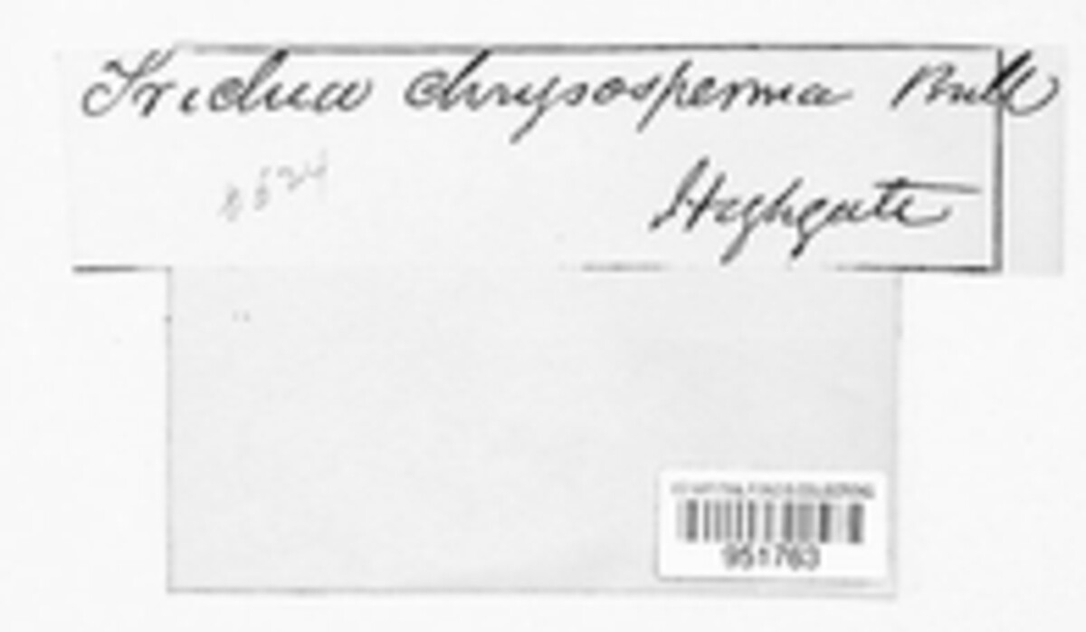 Trichia image
